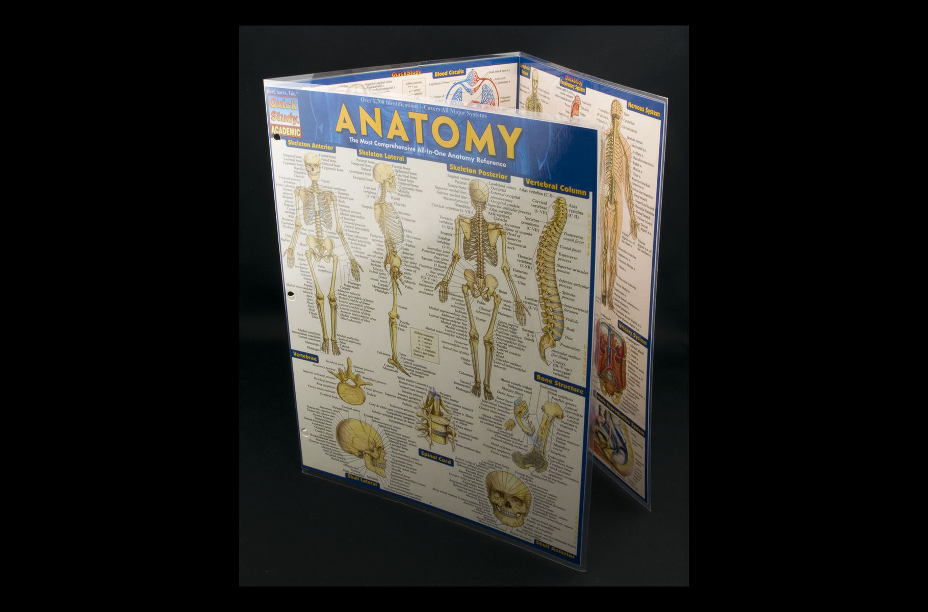 Anatomy - QuickStudy reference guide