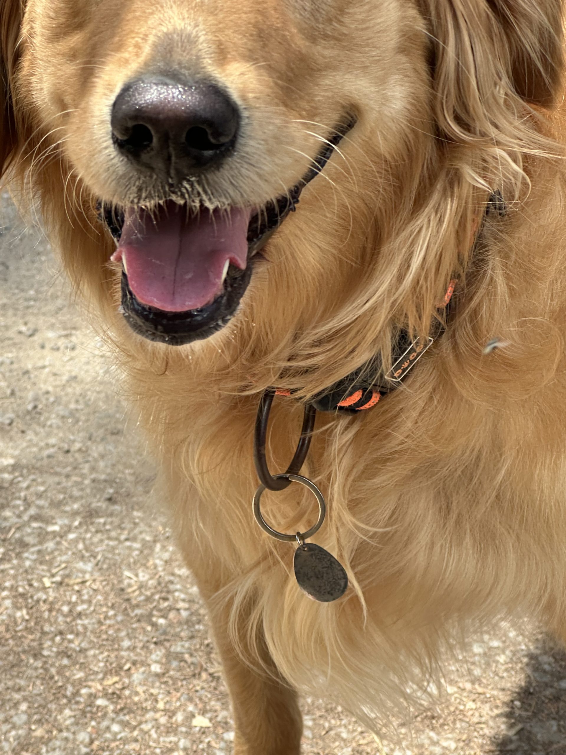 BioSignature Pet Tags Photo 2